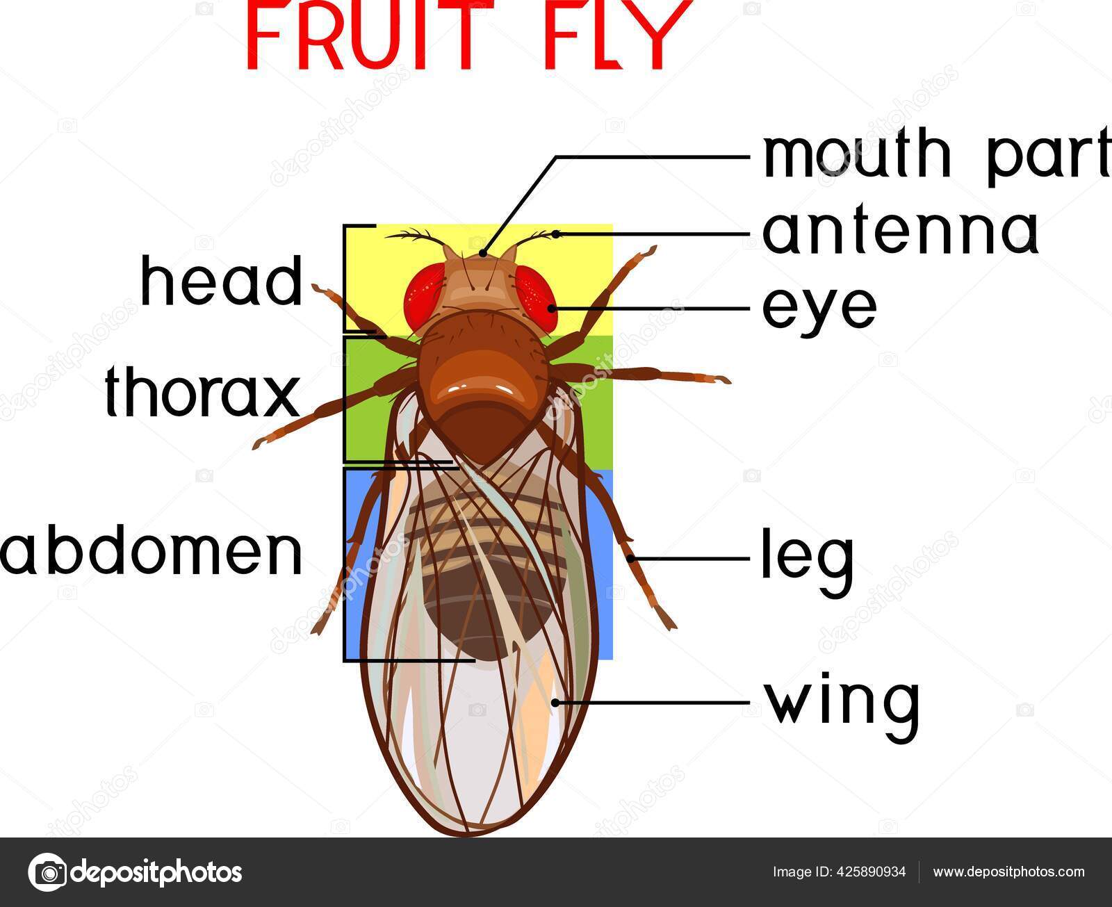 Schéma Structure Mouche Des Fruits Drosophila Melanogaster Matériel