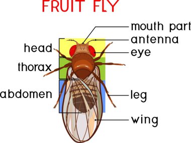  Meyve sineğinin yapısı (Drosophila melanogaster). Eğitici materyal