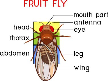  Scheme of structure of fruit fly (Drosophila melanogaster). Educational material clipart