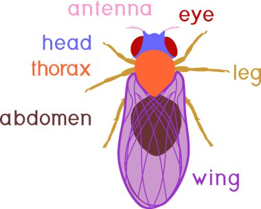  Meyve sineğinin yapısı (Drosophila melanogaster). Eğitici materyal