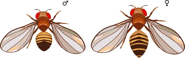 Mouche Fruits Mâle Femelle Drosophila Melanogaster Isolée Sur Fond Blanc — Image vectorielle