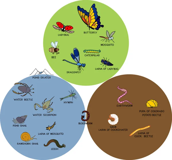 Infografías Con Insectos Otros Animales Invertebrados Que Viven Suelo Agua — Vector de stock