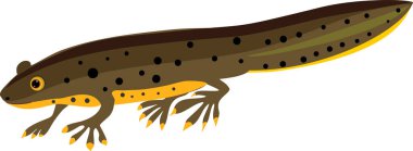  Çizgi film semenderi beyaz arkaplanda izole edildi