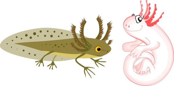 Larva Tritón Dibujos Animados Axolotl Con Branquias Externas Aisladas Sobre — Vector de stock