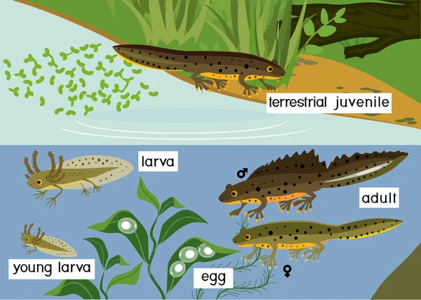 池での新しいライフサイクル 自然の生息地における卵から成虫動物への巣作りの段階の配列 — ストックベクタ