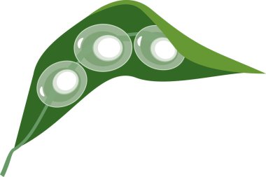  Beyaz arka planda yalıtılmış semender yumurtalı yeşil yaprak.