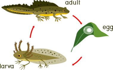  Newt yaşam döngüsü. Beyaz arka planda izole edilmiş ibikli semenderlerin yumurtadan yetişkin hayvanlara gelişim aşamaları