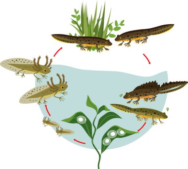  Newt yaşam döngüsü. İbikli semenderlerin yumurtadan yetişkin hayvana gelişim aşamaları