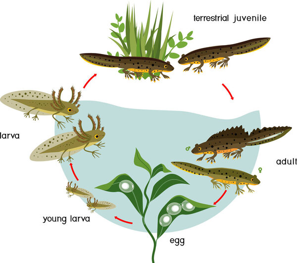  Newt life cycle. Sequence of stages of development of crested newt from egg to adult animal with titles