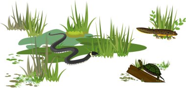  Çimen yılanı veya Natrix natrix, Avrupa gölet kaplumbağası (Emys orbicularis) ve bataklıktaki semender beyaz arka planda izole edilmiş.