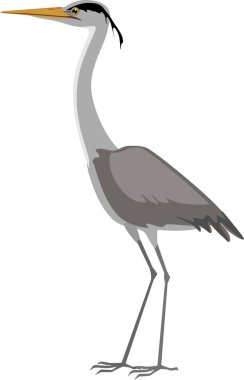  Beyaz arkaplanda gri balıkçıl (Ardea cinerea) izole edildi