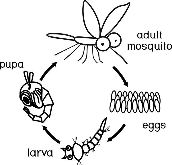 Sivrisinek Yaşam Döngüsü Olan Boyama Sayfası Sivrisineğin Yumurtadan Yetişkin Böceğe — Stok Vektör