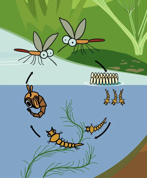 모기의 생명주기 서식지에서 모기가 알에서 성충으로 성장하는 — 스톡 벡터