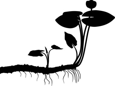  Sarı nilüfer çiçeğinin siyah silueti (Nuphar lutea) yapraklı, çiçekli ve rhizomu beyaz arkaplanda izole bir bitki