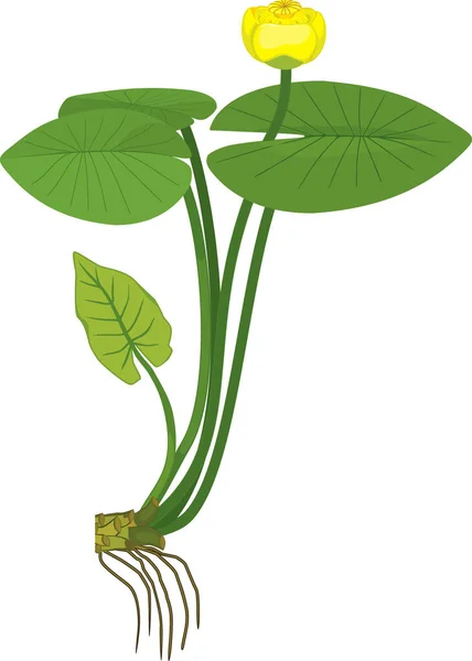 Gele Waterlelie Plant Met Groene Bladeren Gele Bloem Geïsoleerd Witte — Stockvector