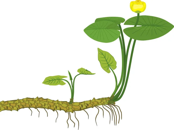Nuphar Lutea 식물과 뿌리줄기가 배경에 분리되어 — 스톡 벡터