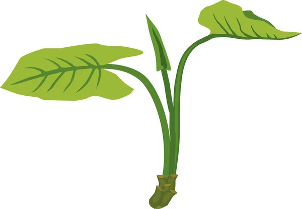 Beyaz Arka Planda Geniş Yeşil Yapraklı Soyut Bitkisi — Stok Vektör