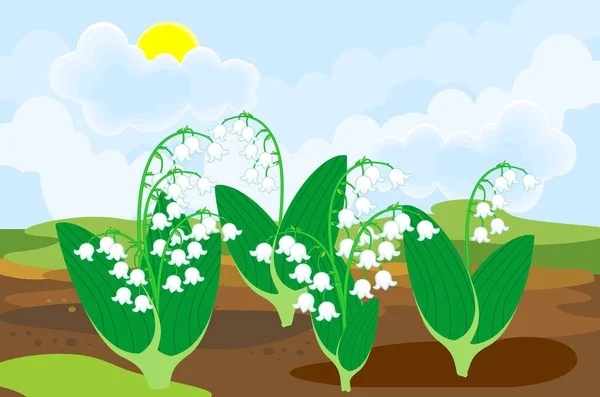 Lirio Floreciente Las Plantas Del Valle Con Flores Blancas Hojas — Vector de stock