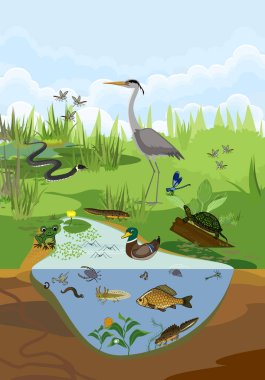 Doğal ortamlarında farklı hayvanların (kuşlar, böcekler, sürüngenler, balıklar, amfibiler) bulunduğu gölet ekosistemi. Gölet yapısı şeması