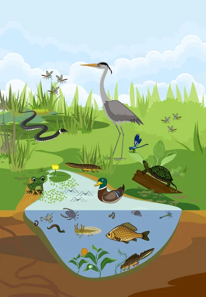 Ekosystém Rybníků Různými Živočichy Ptáci Hmyz Plazi Ryby Obojživelníci Jejich — Stockový vektor