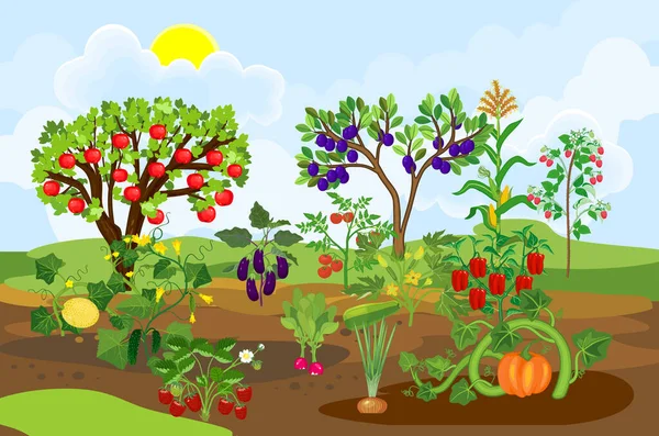 Hora Colheita Paisagem Com Horta Plantas Agrícolas Vegetais Frutíferas Diferentes — Vetor de Stock