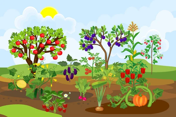 Tiempo Cosecha Paisaje Con Huerta Diferentes Plantas Hortícolas Frutícolas Con — Vector de stock