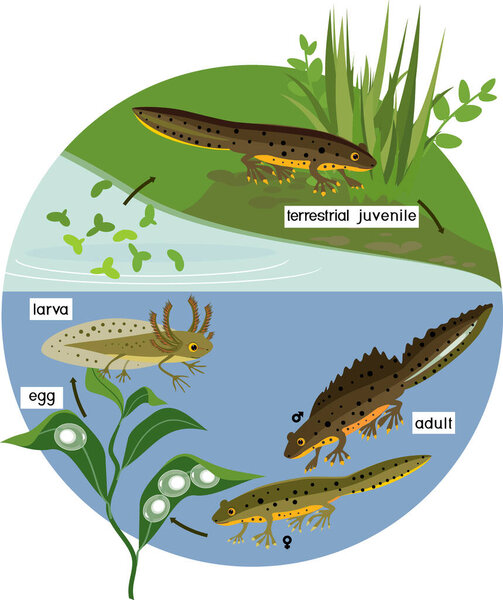  Newt life cycle in pond. Sequence of stages of development of crested newt from egg to adult animal in natural habitat