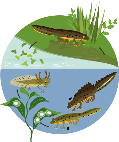 Ciclo Vida Newt Estanque Secuencia Etapas Desarrollo Del Tritón Crestado — Archivo Imágenes Vectoriales