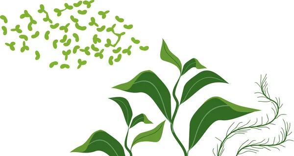 Σύνολο Διαφορετικών Πράσινων Υδρόβιων Φυτών Που Απομονώνονται Λευκό Φόντο — Διανυσματικό Αρχείο