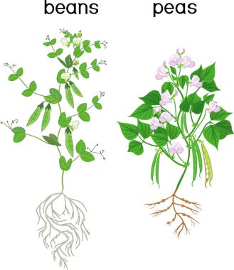  Bean and pea plants with root system, green leaves and pods isolated on white background clipart