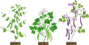  Yeşil yapraklı fasulye ve bezelye bitkileri ve beyaz arka planda izole edilmiş olgun kabuklar.