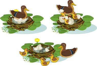  Beyaz arka planda yavruları ve yumurtaları olan yaban ördeği (yaban ördeği) yuvası. Yumurta yumurtlamaktan yavruların yuvadan çıkışına kadar olan kuluçka aşamaları