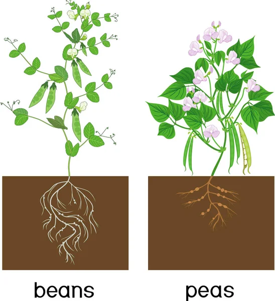 Bonen Erwten Planten Met Wortelstelsel Groene Bladeren Peulen Geïsoleerd Witte — Stockvector