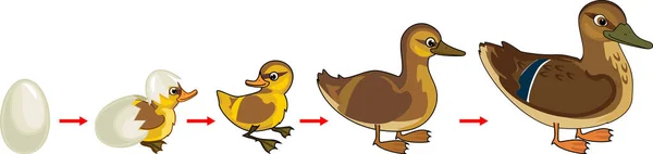 Ciclo Vita Degli Uccelli Fasi Sviluppo Dell Anatra Dall Uovo — Vettoriale Stock