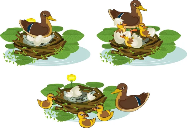 野生鸭 有小鸡和蛋 背景为白色 孵蛋的各个阶段 从产卵到小鸡离开窝 — 图库矢量图片