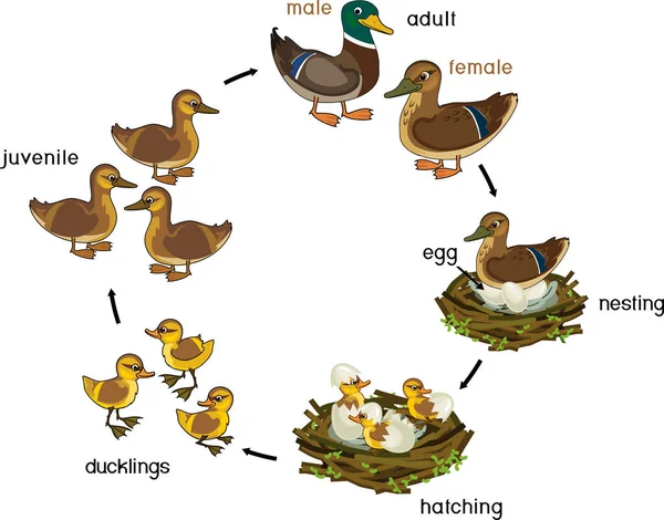 Ciclo Vida Pássaro Estágios Desenvolvimento Pato Selvagem Pato Reais Ovo —  Vetores de Stock