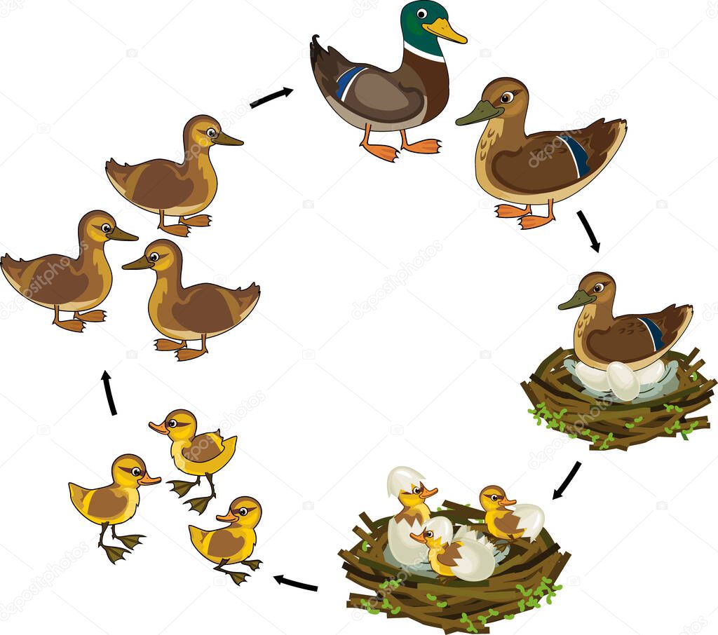  Life cycle of bird. Stages of development of wild duck (mallard) from egg to duckling and adult bird isolated on white background