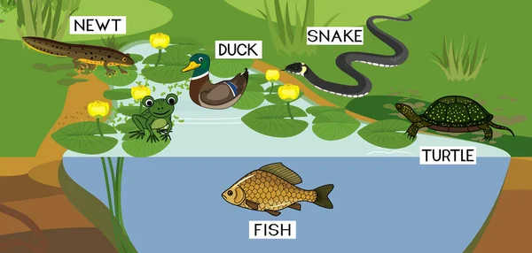 Biotopo Estanque Con Diferentes Animales Aves Reptiles Peces Anfibios Hábitat — Vector de stock