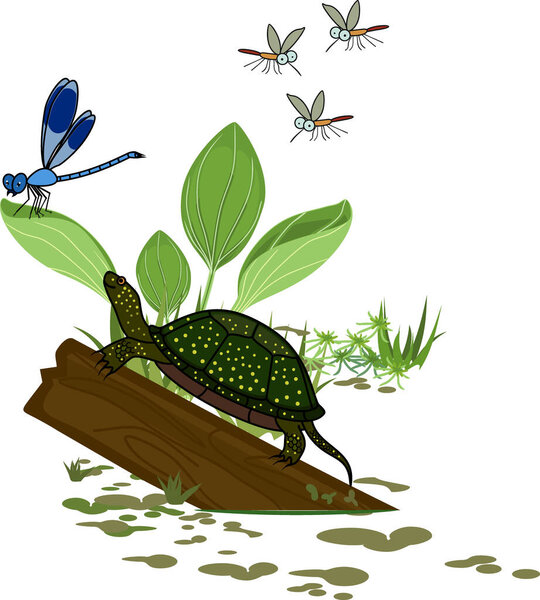  Сцена жизни в пруду: болотные черепахи на бревне, летающие комары и голубая стрекоза изолированы на белом фоне