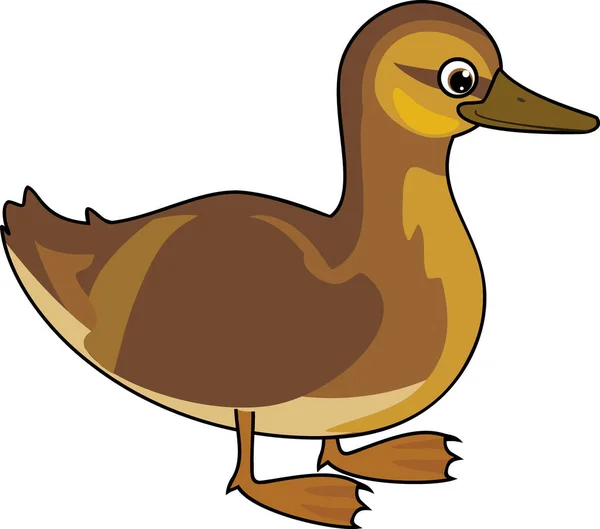 Desenhos Animados Juvenil Pato Mallard Selvagem Anas Platyrhynchos Isolado Sobre —  Vetores de Stock