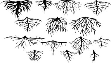  Beyaz arkaplanda izole edilmiş farklı kök sistemlerinin siyah siluetleri