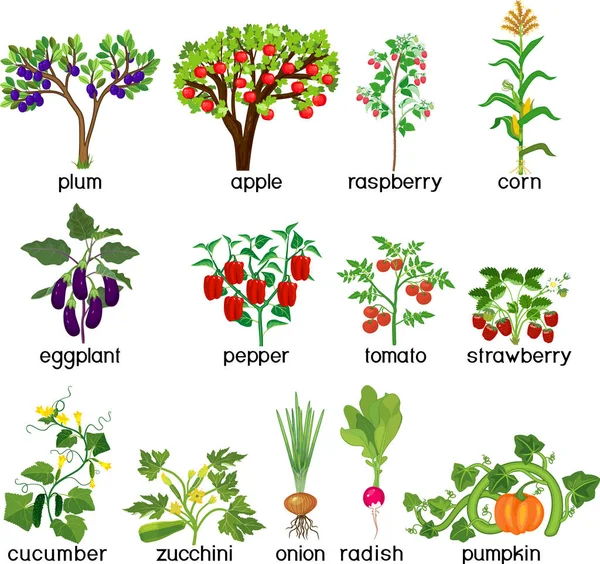 Plantas Agrícolas Conjunto Diferentes Plantas Vegetais Frutíferas Árvores Com Folhas — Vetor de Stock