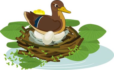  Anne yaban ördeği (yaban ördeği veya Anas platyrhynchos), yeşil yapraklı ve sarı çiçekli sarı nilüfer çiçekleri ve yuvadaki yumurtaların üzerinde oturur.