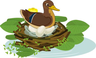  Mother wild duck (mallard or Anas platyrhynchos) sits over eggs in nest and yellow water-lily plants with green leaves and yellow flowers clipart