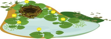  Boş kuş yuvası ve gölet yeşil yapraklı sarı zambak (Nuphar lutea) ile kaplanmış