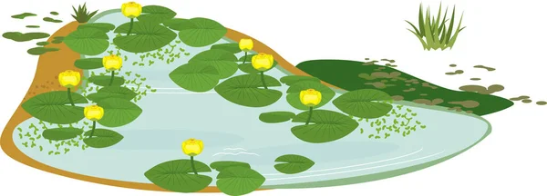 緑色の葉を持つ黄色の睡蓮 Nuphar Lutea の開花で過成長した池 — ストックベクタ
