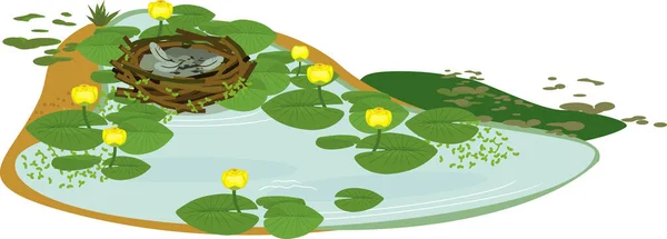 空の鳥の巣と池の花で生い茂った黄色の睡蓮 Nuphar Lutea と緑の葉 — ストックベクタ