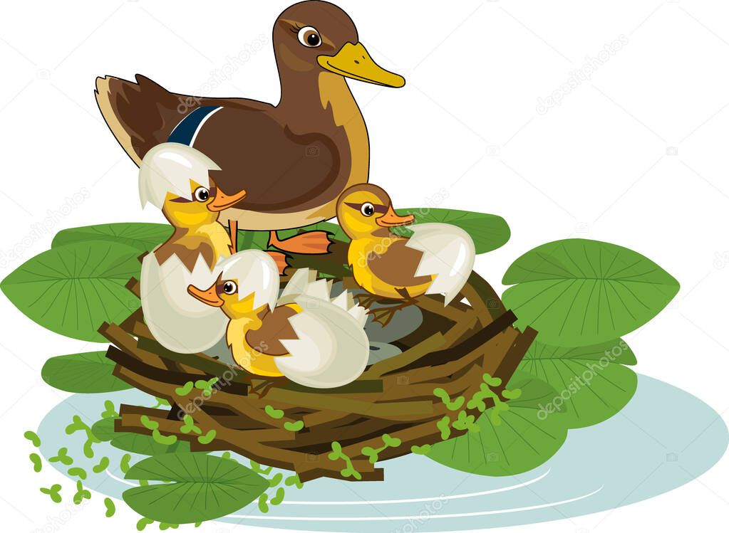  Mother wild duck (mallard or Anas platyrhynchos) in nest with hatched ducklings