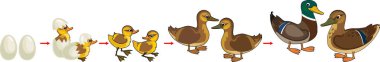  Kuşun yaşam döngüsü. Yumurtadan ördeğe (yaban ördeği) ve beyaz arka planda izole edilmiş yetişkin kuşun gelişim aşamaları