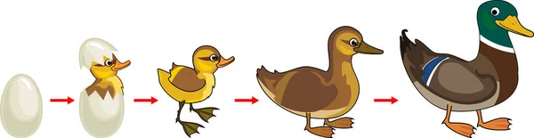 Life Cycle Bird Stages Development Wild Duck Mallard Egg Duckling — Stock Vector
